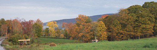 2019/09/26 - Foliage in Londonderry - by Renee-Marie Smith