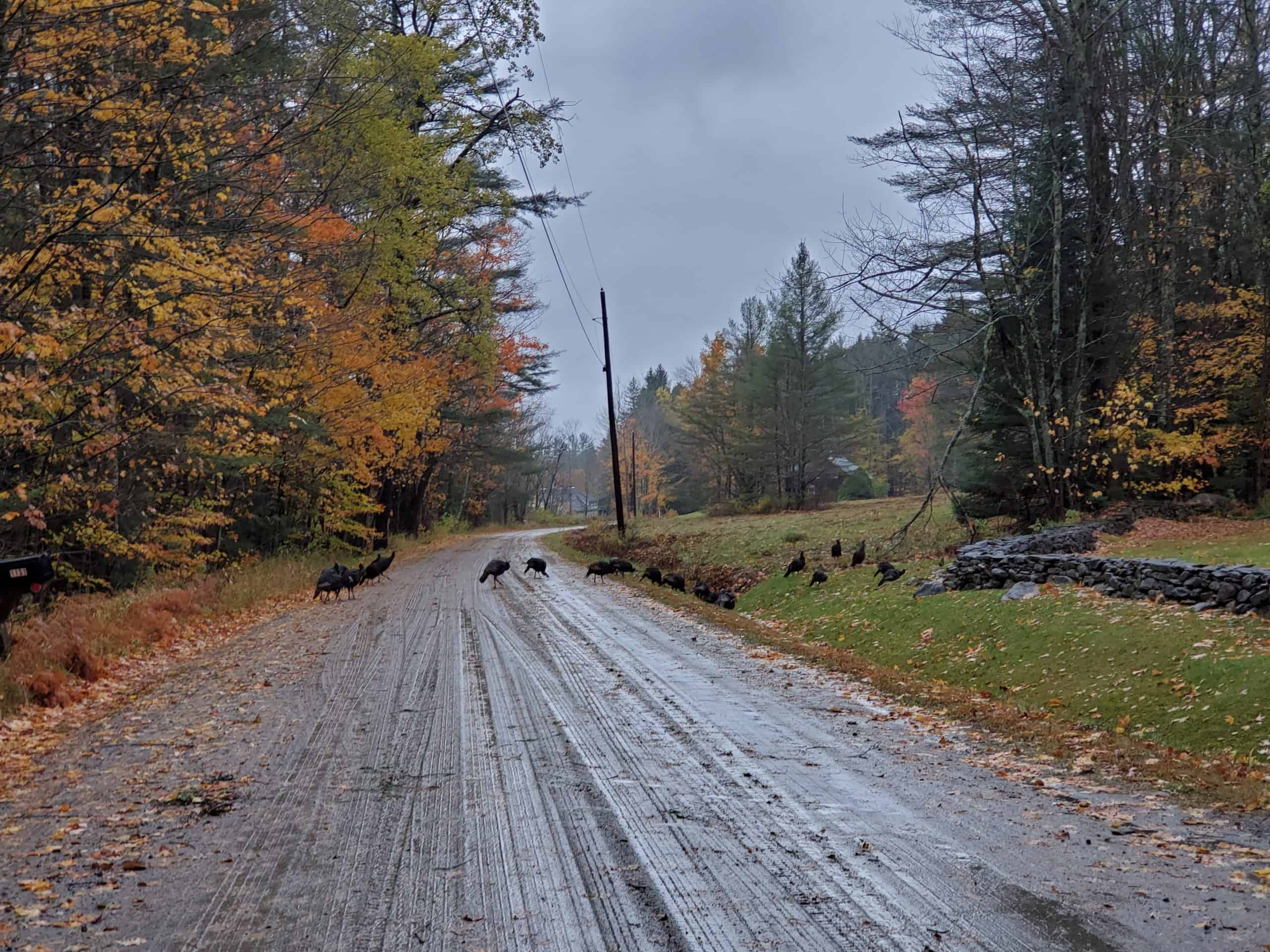 2019/10/17 - Turkeys in Landgrove, VT - by Renee-Marie Smith