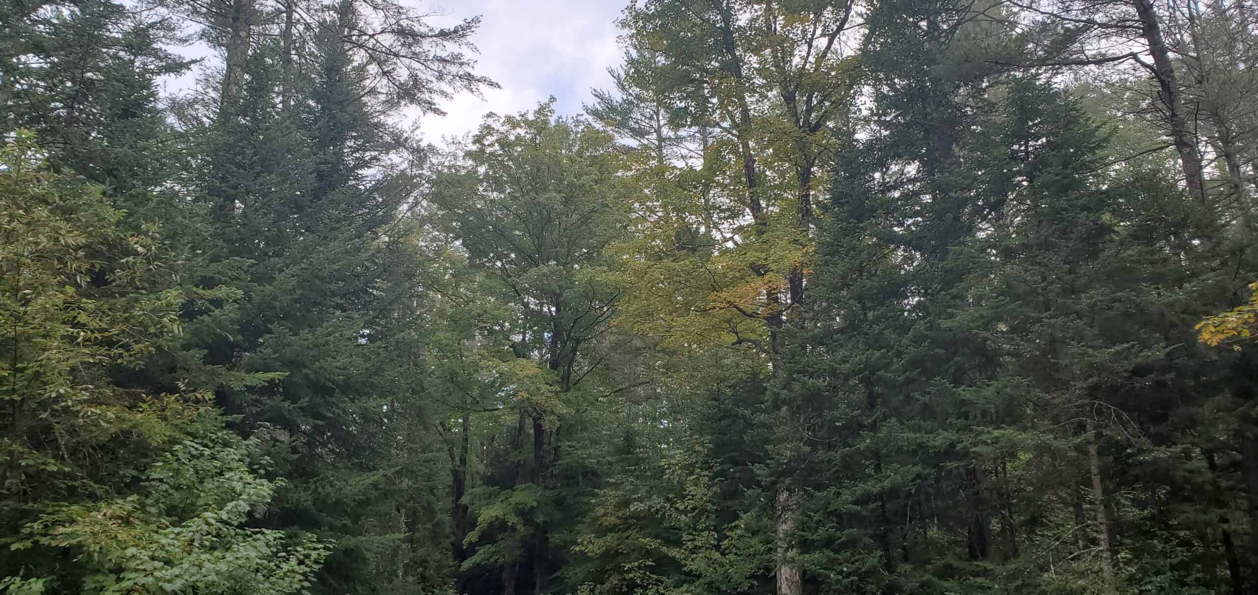 Early Fall Foliage in Londonderry by Renee-Marie Smith