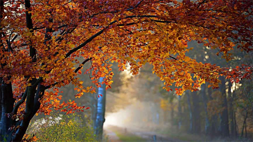 Barnstead Inn Foliage