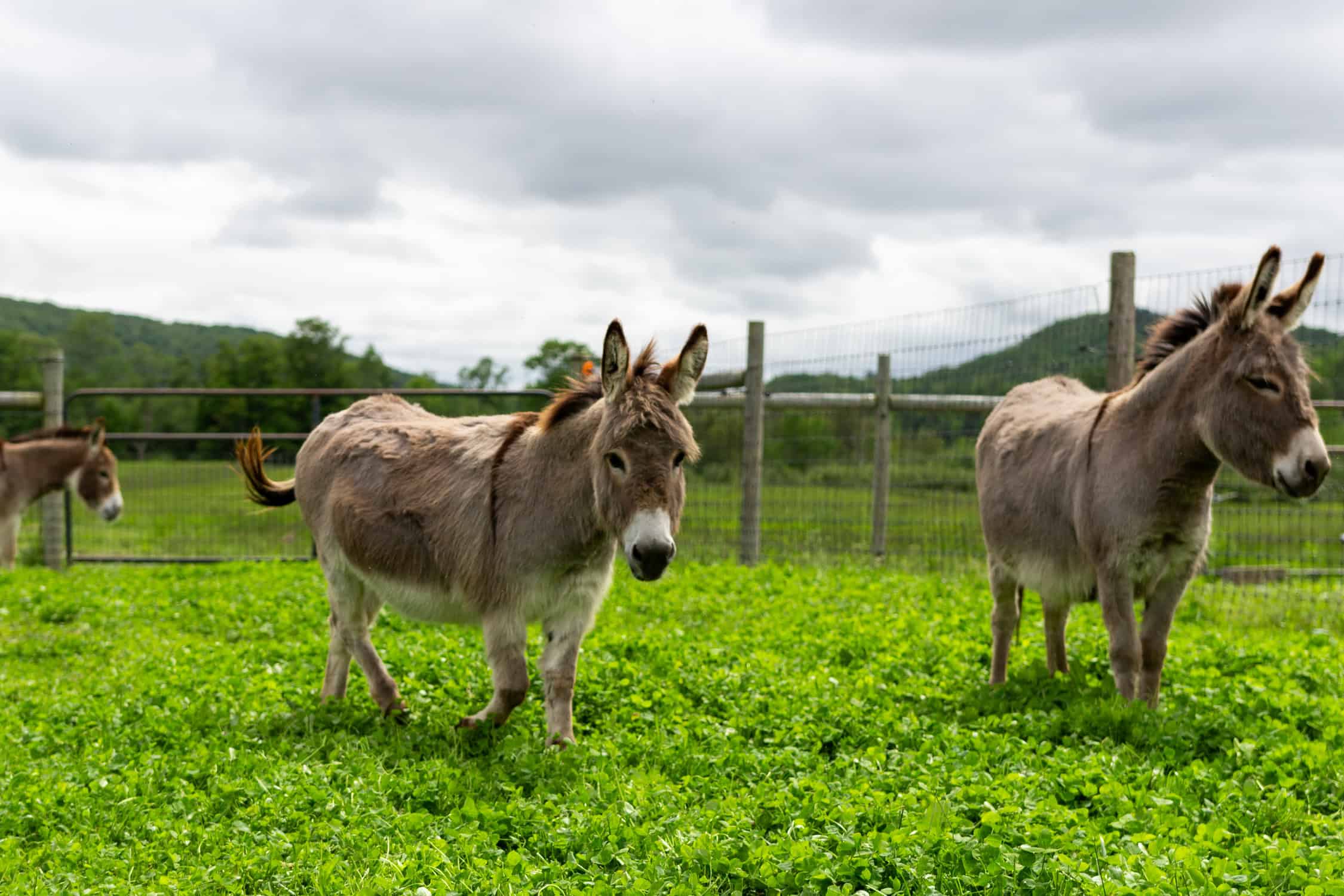 Explore Manchester - Hildene - Dene Farm - 05_29_25-42