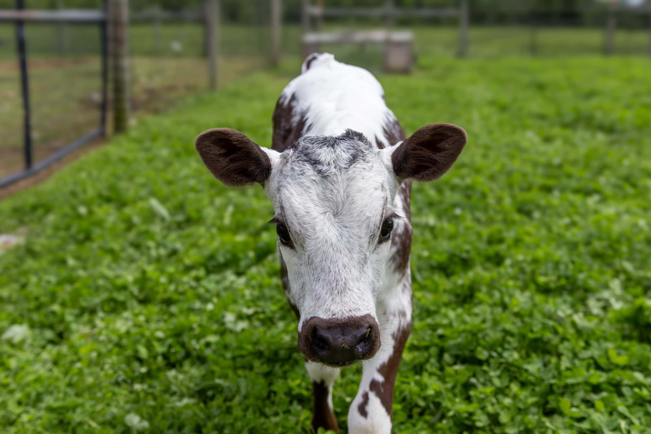 Explore Manchester - Hildene - Dene Farm - 05_29_25-49