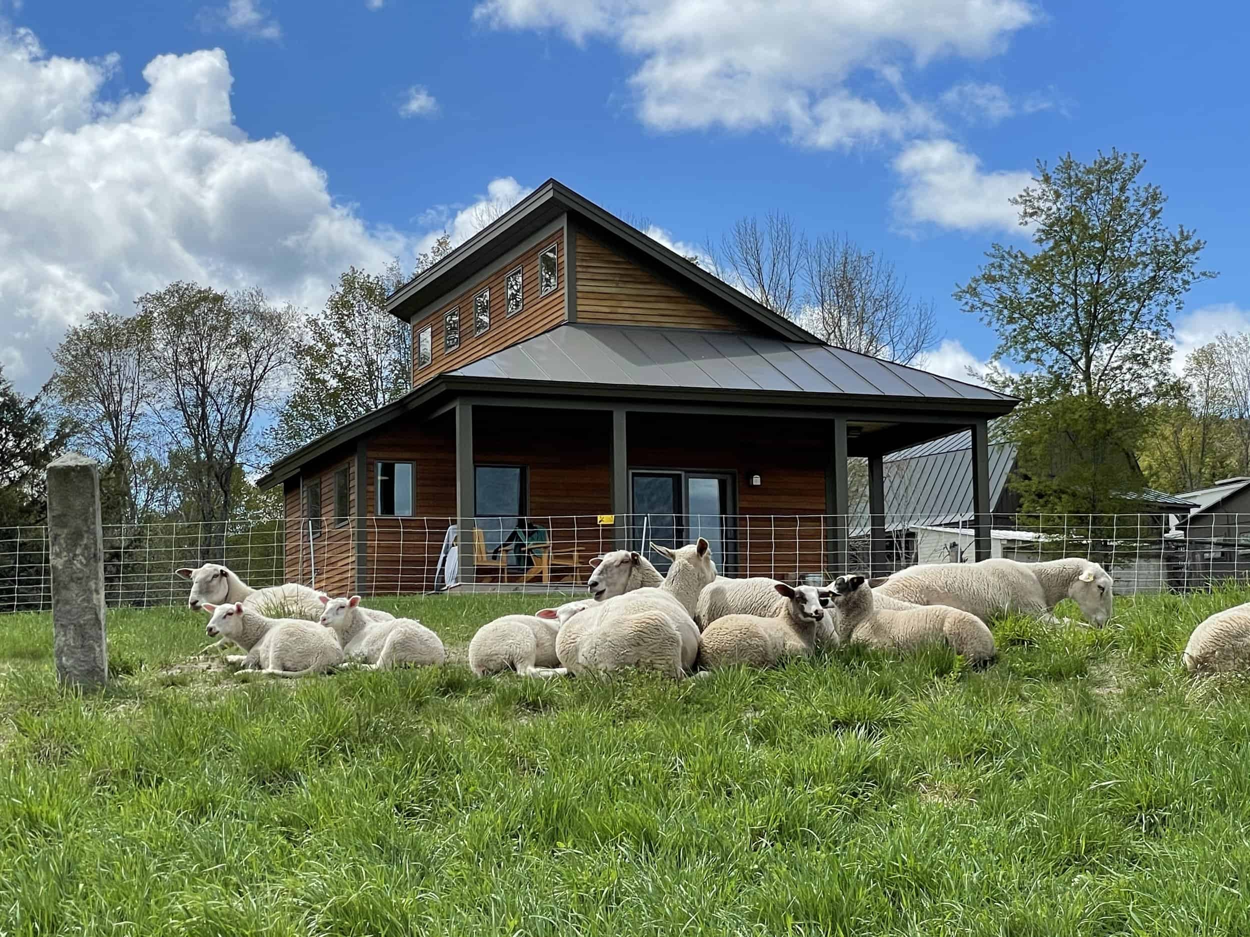 Fat-Sheep-Farm-Cabins-Sheep-in-Field-with-Cabins