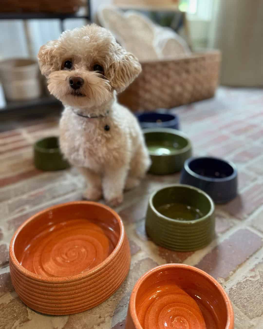 Squirrel Dog Bowls and Pup